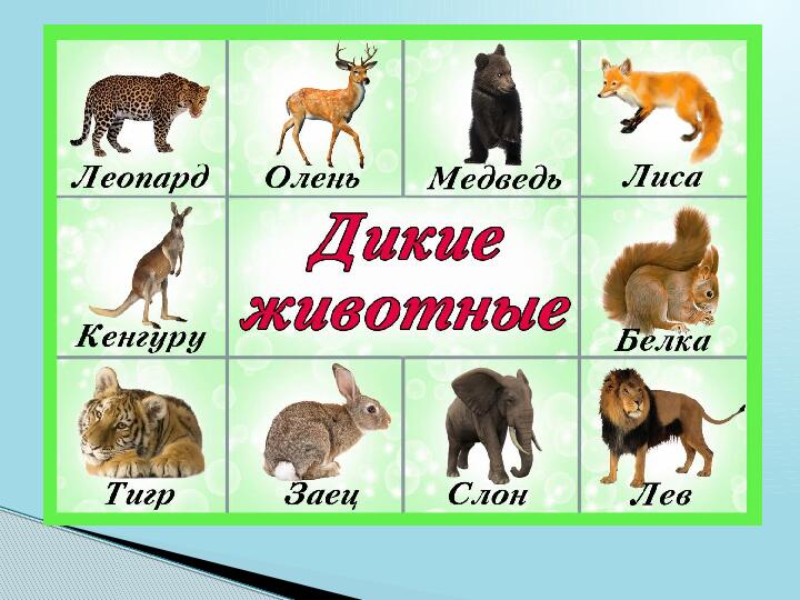 Домашние и дикие животные. Презентация для детей
