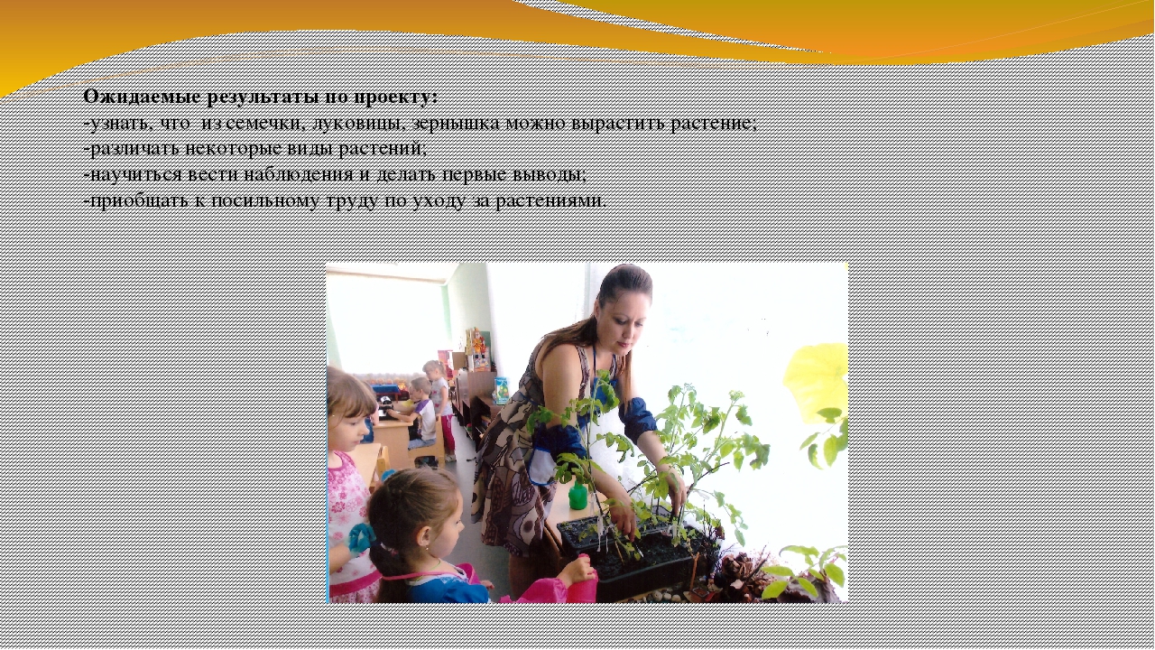 Презентация по экологии на тему "Огород на окне" (вторая младшая группа)