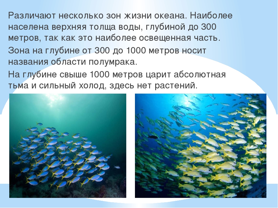 Презентация к году Экологии на тему "Обитатели подводного мира"