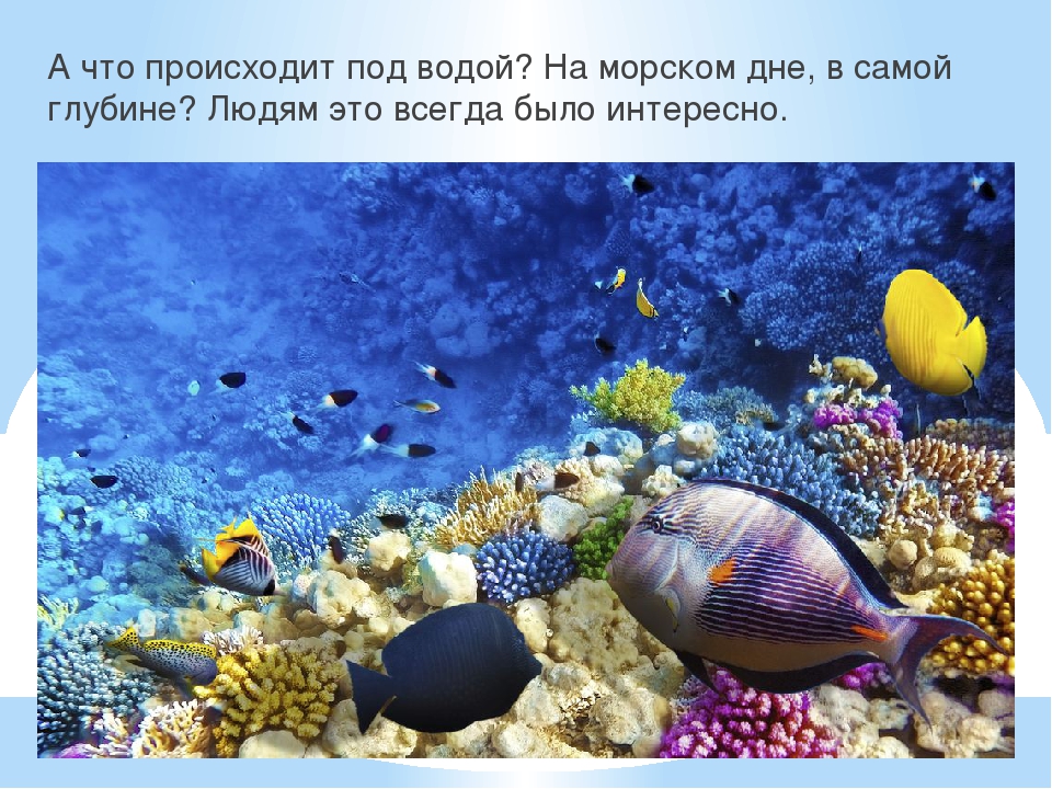 Презентация к году Экологии на тему "Обитатели подводного мира"