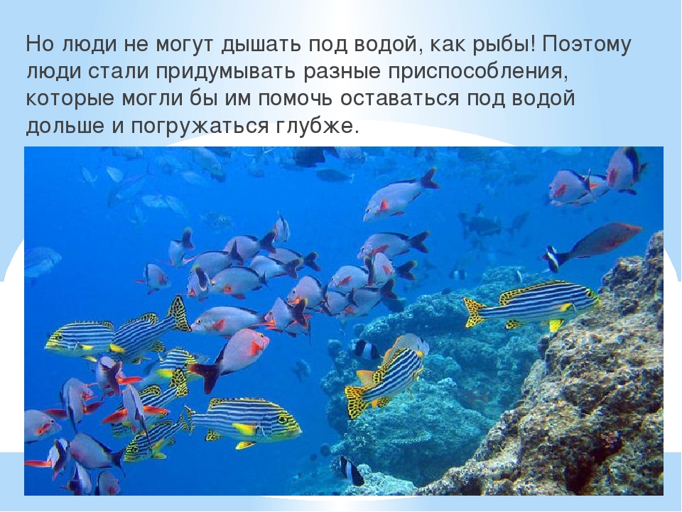 Презентация к году Экологии на тему "Обитатели подводного мира"