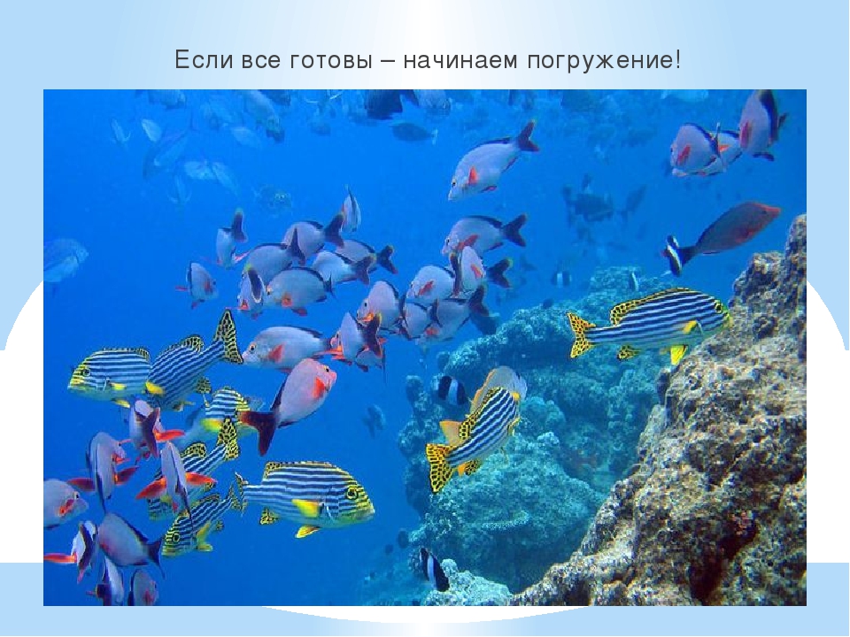 Презентация к году Экологии на тему "Обитатели подводного мира"