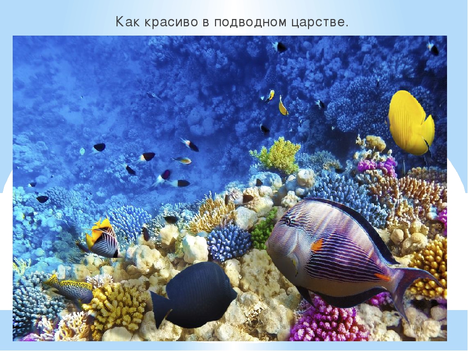 Презентация к году Экологии на тему "Обитатели подводного мира"