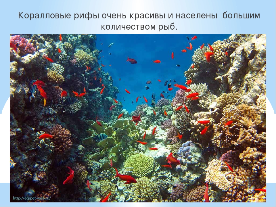 Презентация к году Экологии на тему "Обитатели подводного мира"