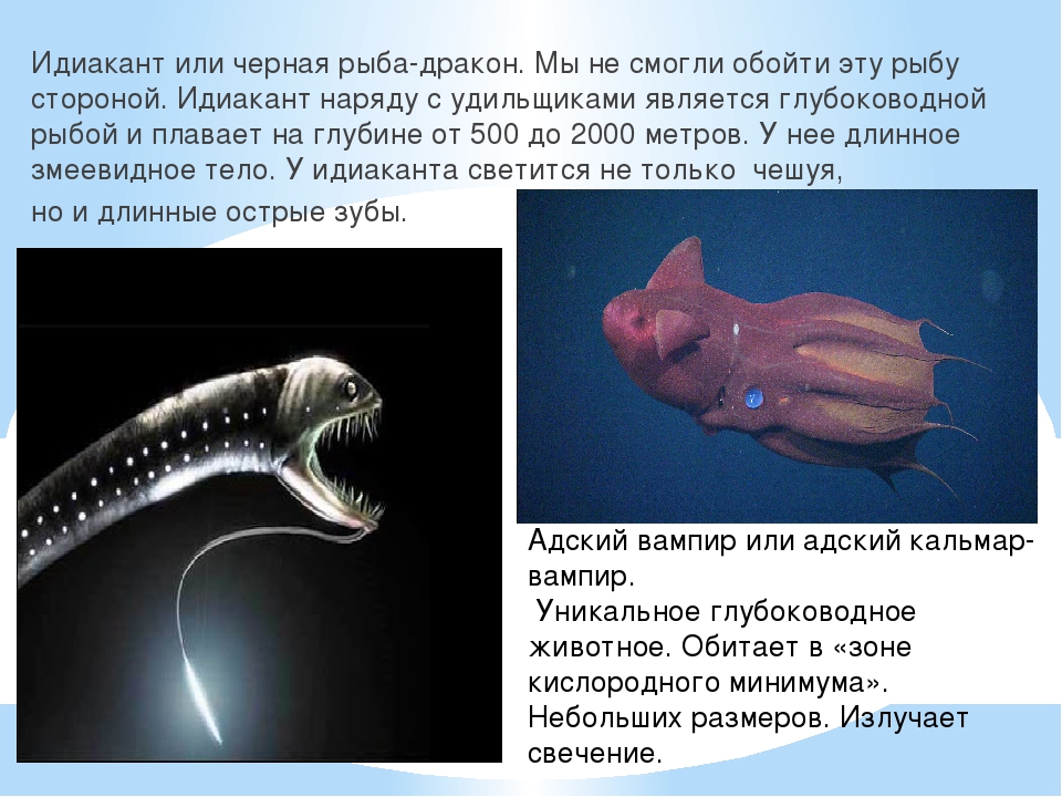Презентация к году Экологии на тему "Обитатели подводного мира"