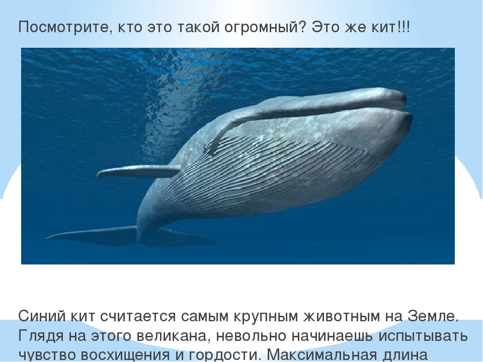 Презентация к году Экологии на тему "Обитатели подводного мира"