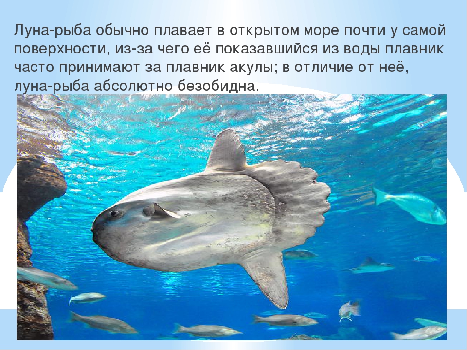 Презентация к году Экологии на тему "Обитатели подводного мира"