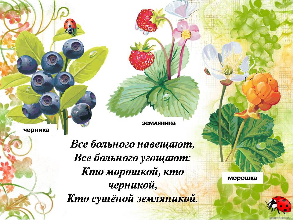 Презентация " Сказка о лекарственных растениях"