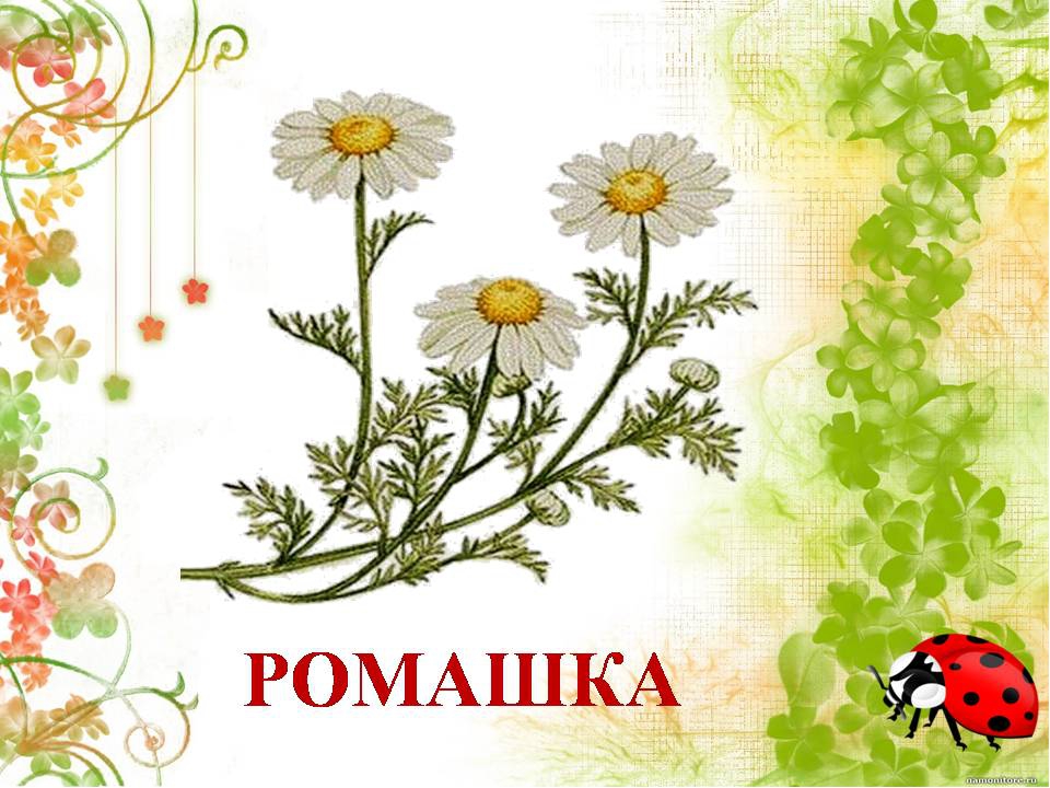 Презентация " Сказка о лекарственных растениях"