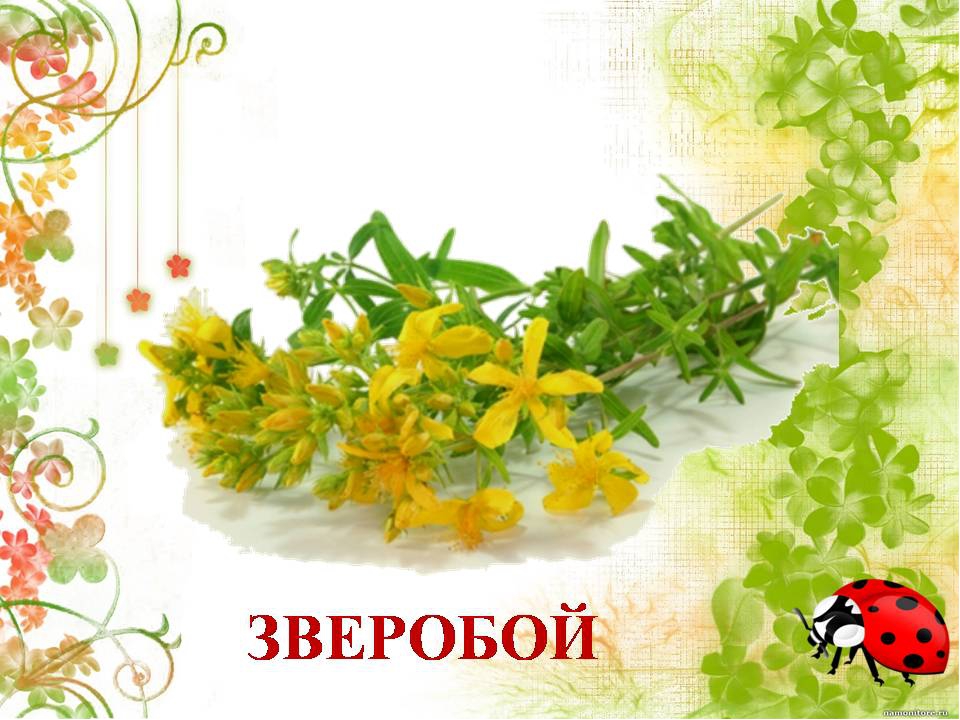 Презентация " Сказка о лекарственных растениях"