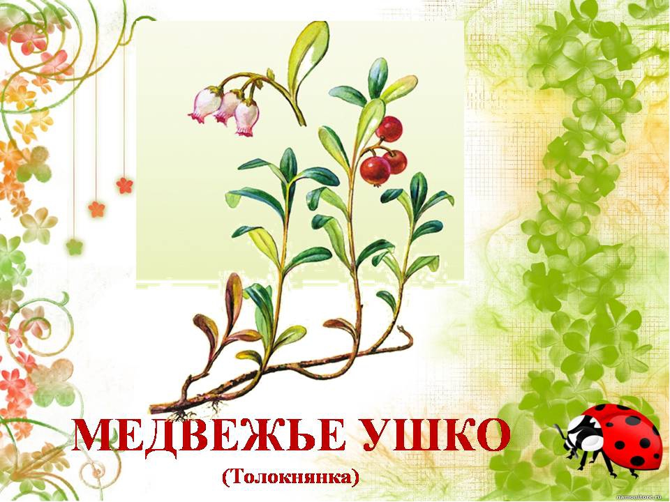 Презентация " Сказка о лекарственных растениях"