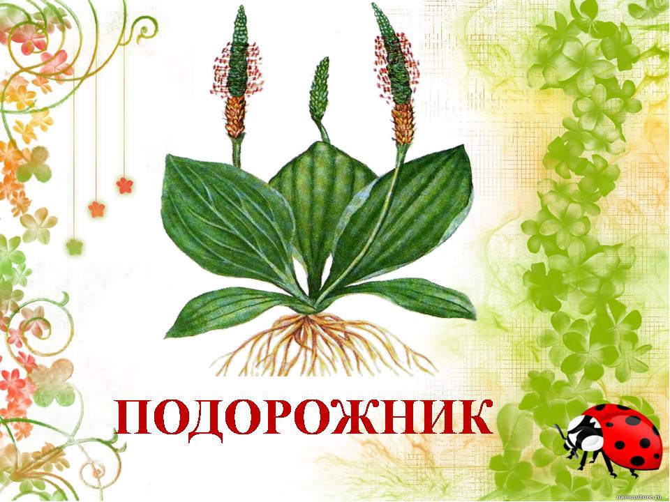 Презентация " Сказка о лекарственных растениях"