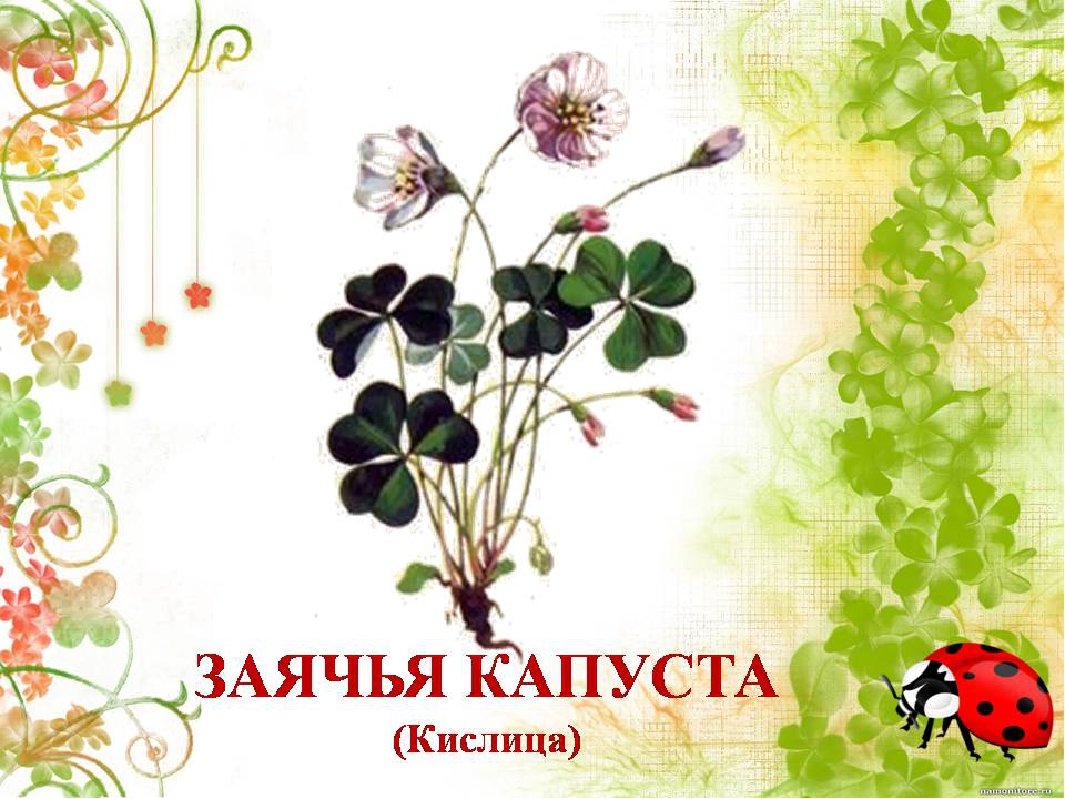 Презентация " Сказка о лекарственных растениях"