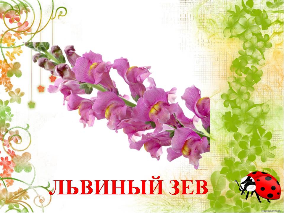 Презентация " Сказка о лекарственных растениях"