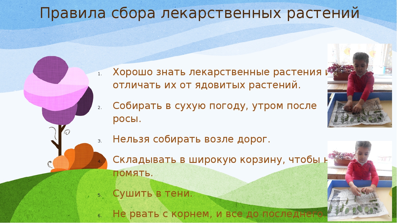 Презентация проекта "Зеленая аптека"