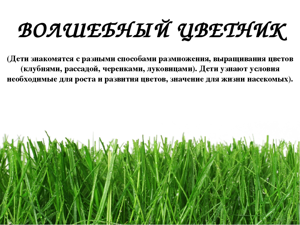 Проект " Паспорт экологической тропы"