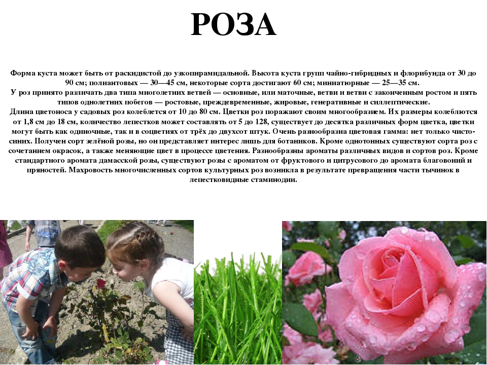 Проект " Паспорт экологической тропы"