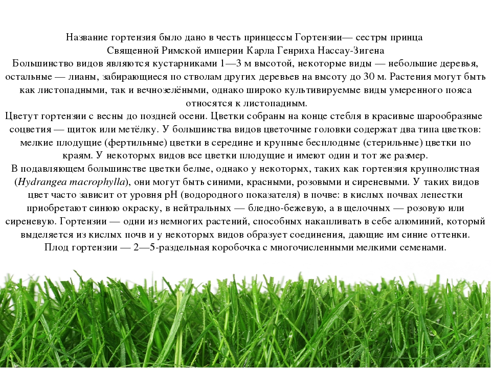 Проект " Паспорт экологической тропы"