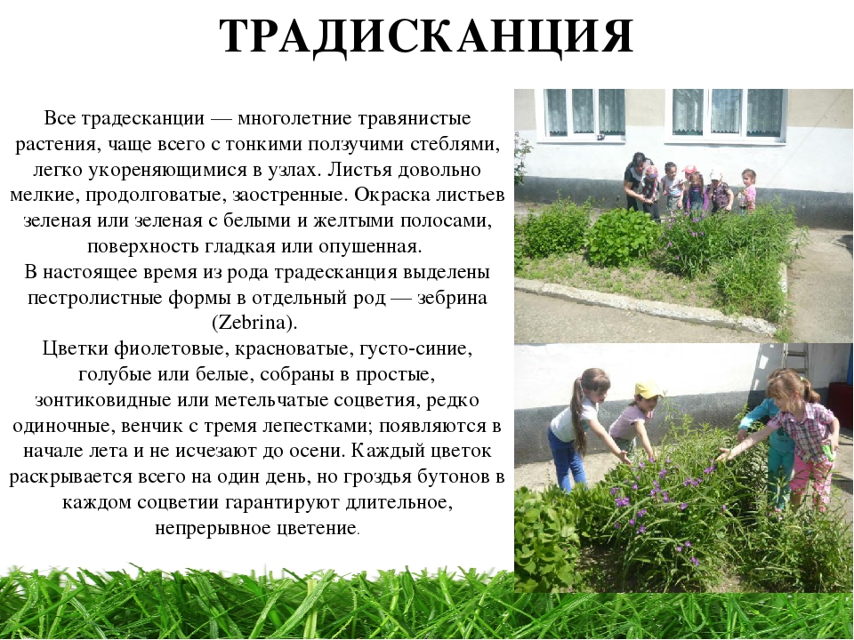 Проект " Паспорт экологической тропы"