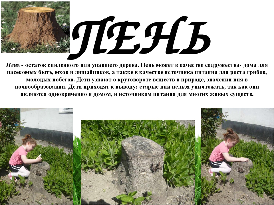 Проект " Паспорт экологической тропы"