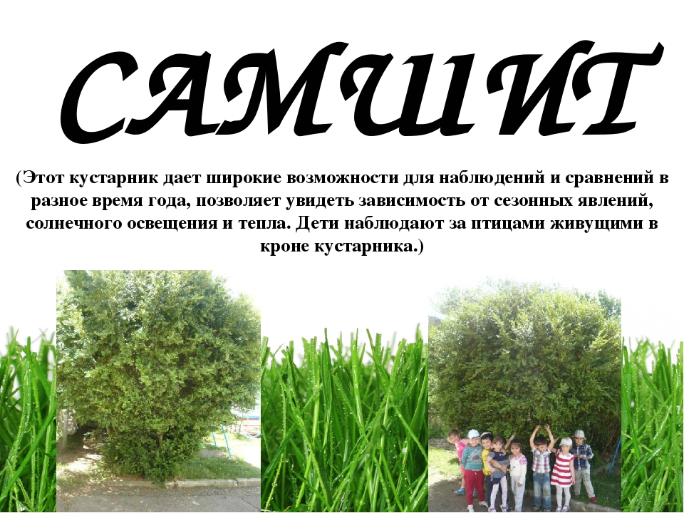 Проект " Паспорт экологической тропы"