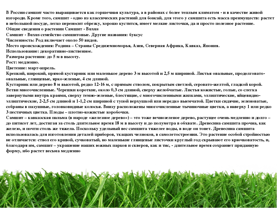 Проект " Паспорт экологической тропы"