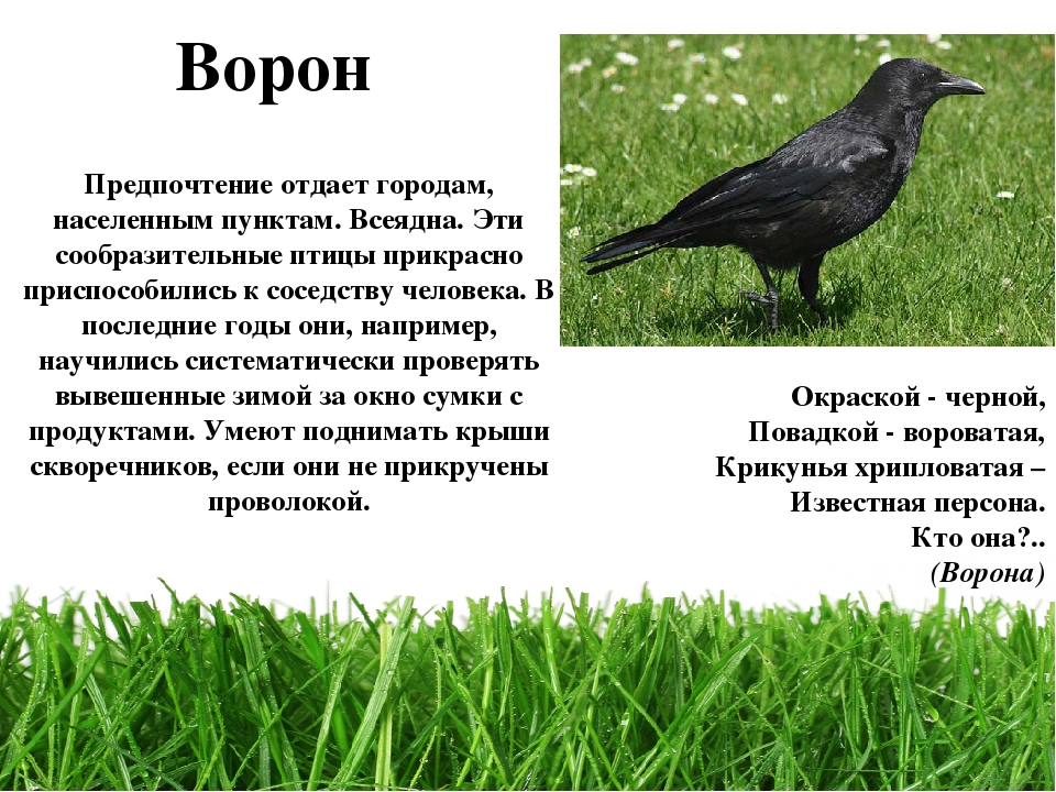 Описание вороны