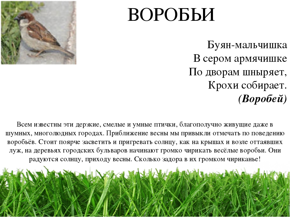 Проект " Паспорт экологической тропы"