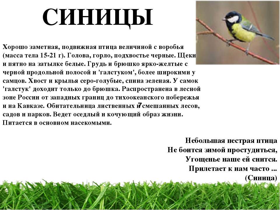 Проект " Паспорт экологической тропы"