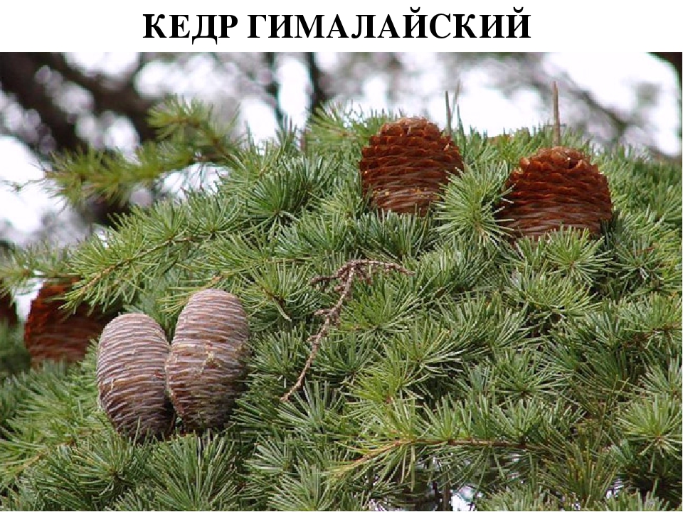 Проект " Паспорт экологической тропы"