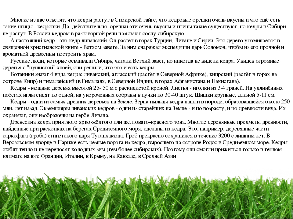 Проект " Паспорт экологической тропы"