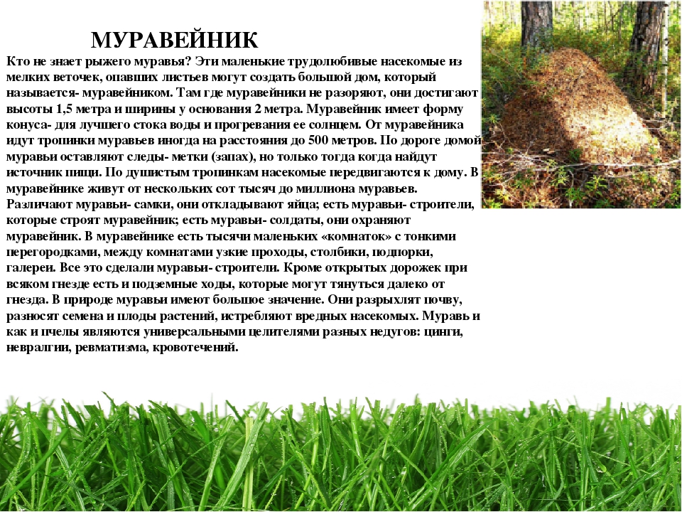 Проект " Паспорт экологической тропы"