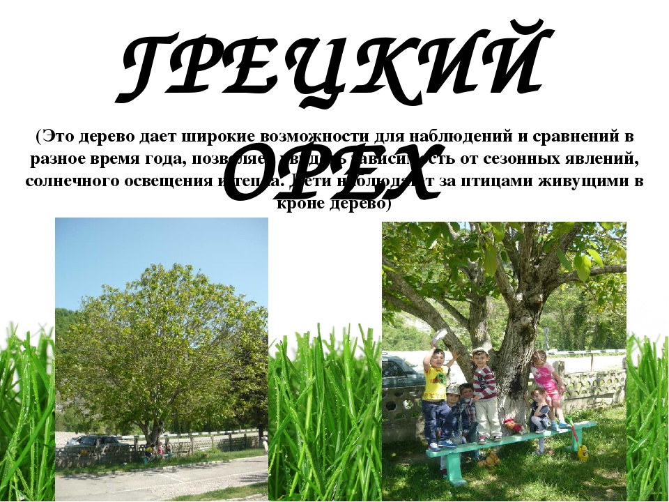 Проект " Паспорт экологической тропы"