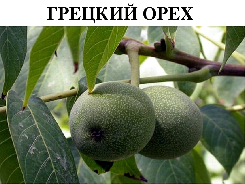Проект " Паспорт экологической тропы"