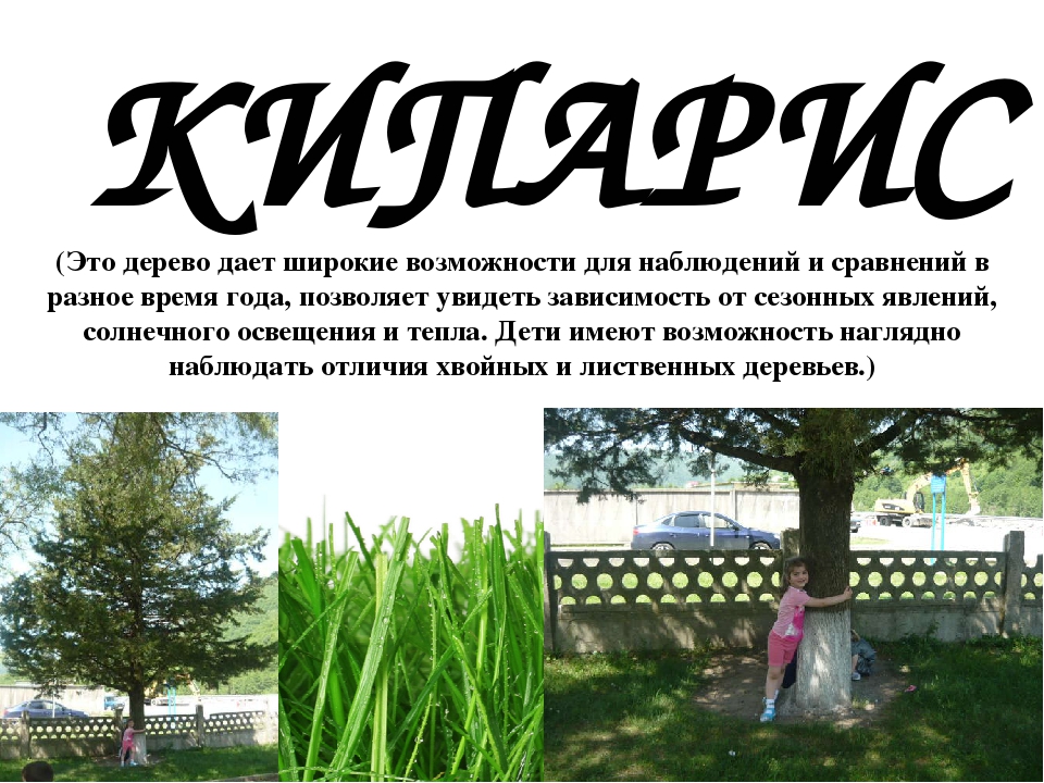 Проект " Паспорт экологической тропы"