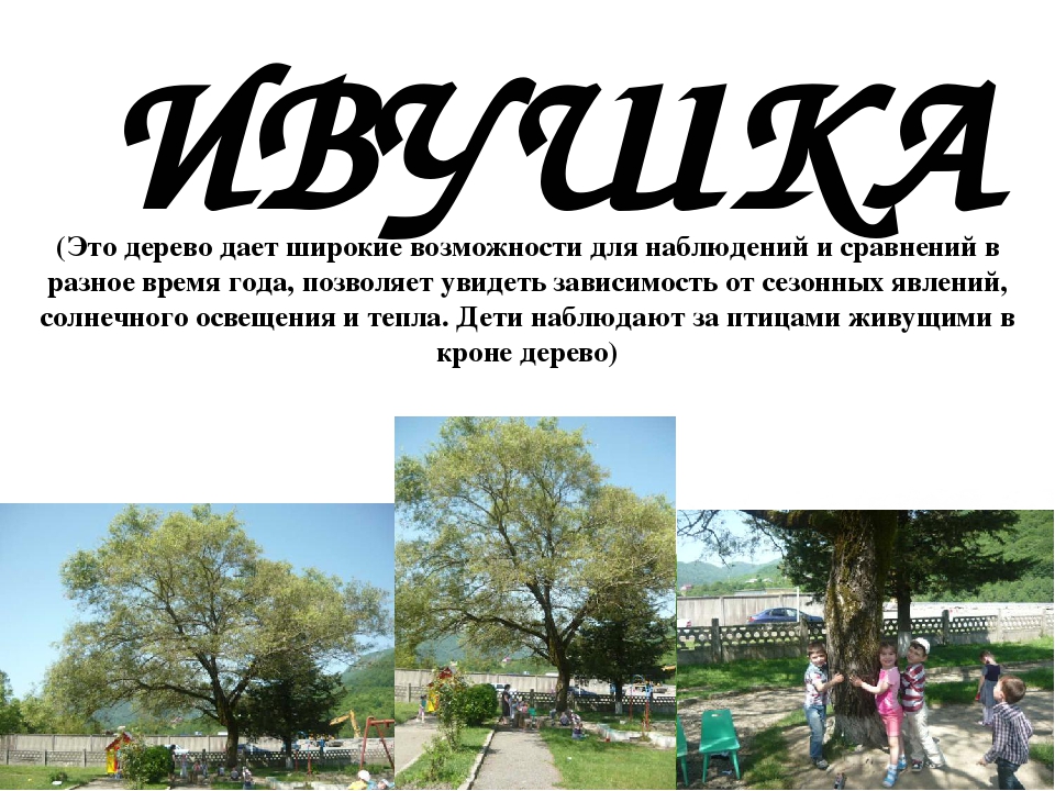 Проект " Паспорт экологической тропы"