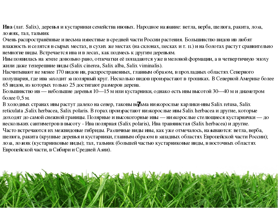 Проект " Паспорт экологической тропы"