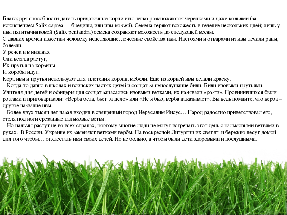 Проект " Паспорт экологической тропы"
