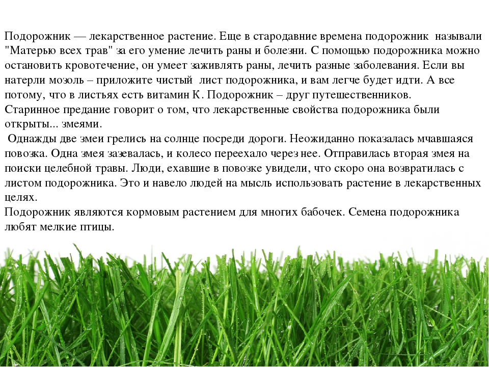 Проект " Паспорт экологической тропы"