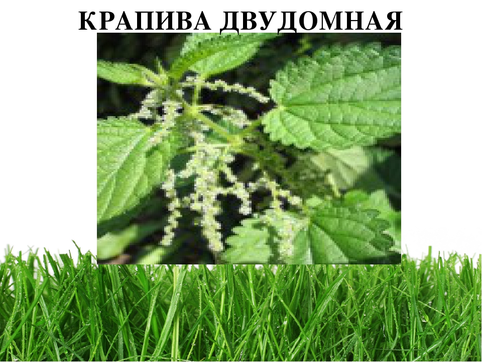 Проект " Паспорт экологической тропы"