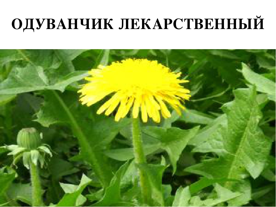 Проект " Паспорт экологической тропы"