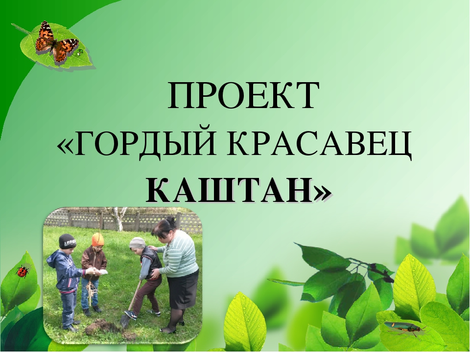 Проект "Гордый красавец каштан"