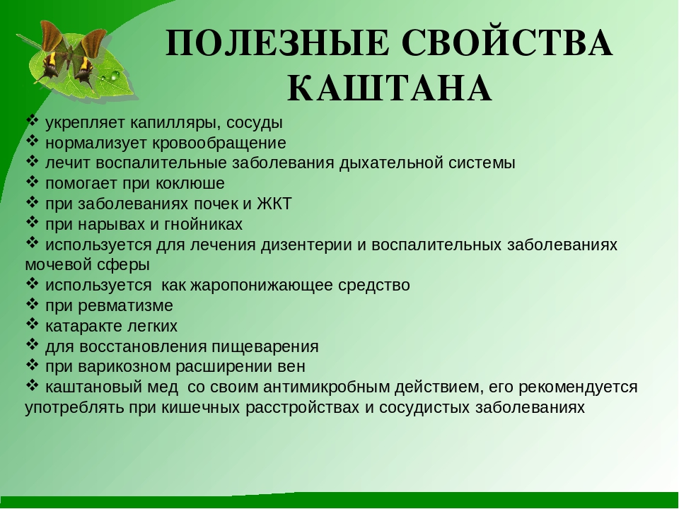 Проект "Гордый красавец каштан"