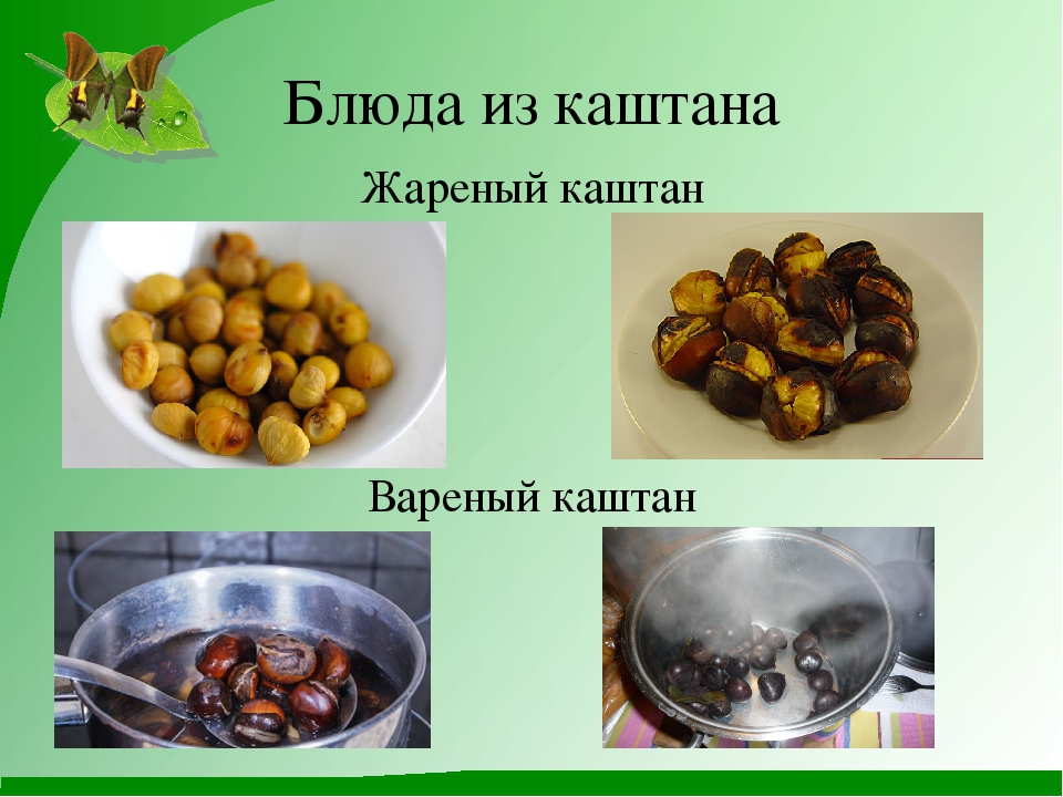 Проект "Гордый красавец каштан"