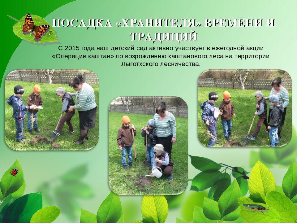 Проект "Гордый красавец каштан"