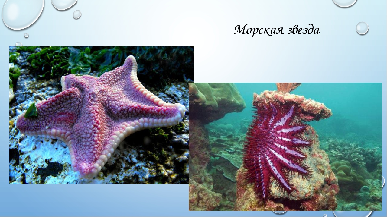 Презентация для дошкольников "Жители морей и океанов"