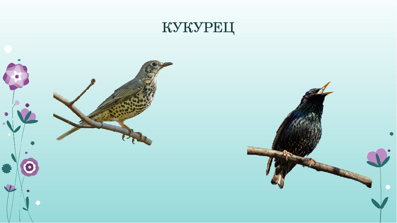 Интерактивная дидактическая игра "Какие животные и птицы спрятались в словах?"