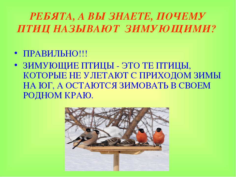 Почему птицы остаются зимовать