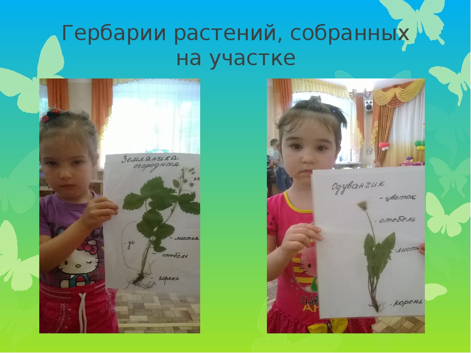 Презентация проекта по экологии