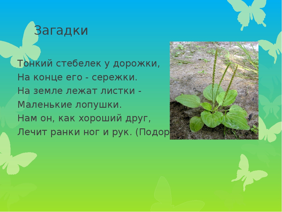Презентация проекта по экологии